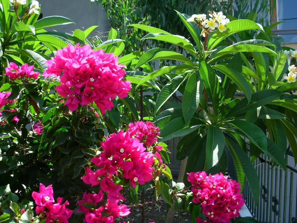 Callista Sea View Or Garden Kíssamos Rom bilde